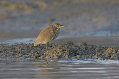 BUITEN BEELD Foto: 14566