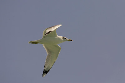 BUITEN BEELD Foto: 14570