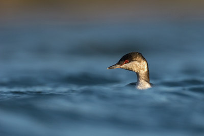 BUITEN BEELD Foto: 14608