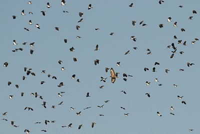 BUITEN BEELD Foto: 14619