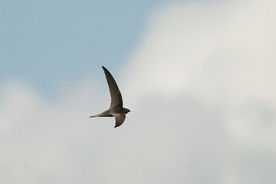 BUITEN BEELD Foto: 14632