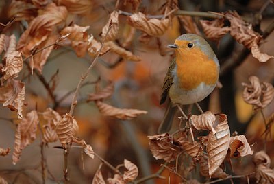 BUITEN BEELD Foto: 14654