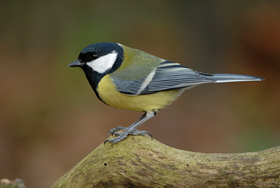 BUITEN BEELD Foto: 14655