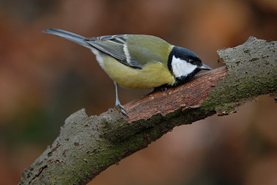 BUITEN BEELD Foto: 14656