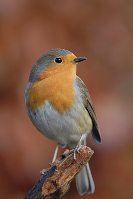 BUITEN BEELD Foto: 14662