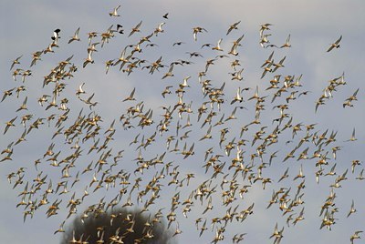 BUITEN BEELD Foto: 14676