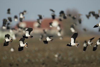 BUITEN BEELD Foto: 14679