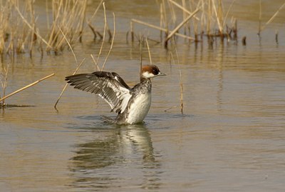 BUITEN BEELD Foto: 14683