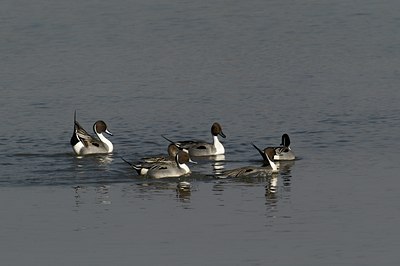 BUITEN BEELD Foto: 14696