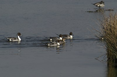 BUITEN BEELD Foto: 14697