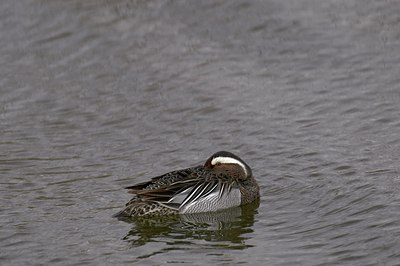 BUITEN BEELD Foto: 14710