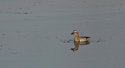 BUITEN BEELD Foto: 14711
