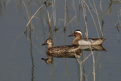 BUITEN BEELD Foto: 14714