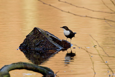 BUITEN BEELD Foto: 14720