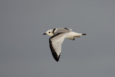 BUITEN BEELD Foto: 14723