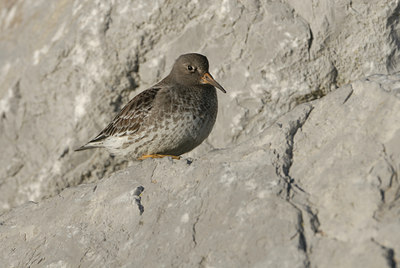 BUITEN BEELD Foto: 14738