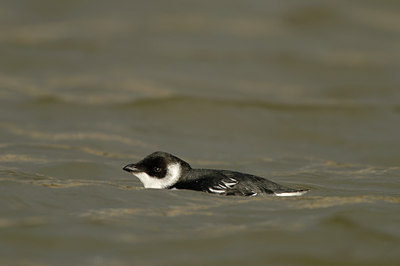 BUITEN BEELD Foto: 14814