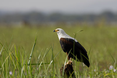 BUITEN BEELD Foto: 14824