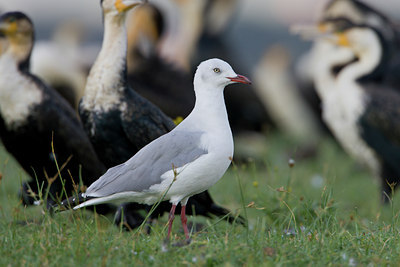 BUITEN BEELD Foto: 14825