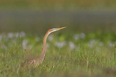 BUITEN BEELD Foto: 14830