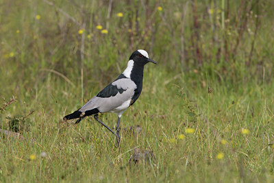 BUITEN BEELD Foto: 14837