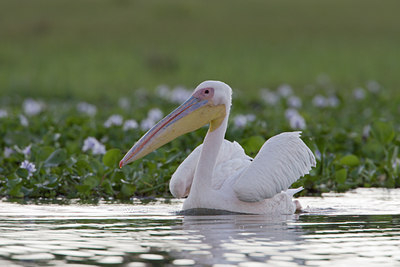BUITEN BEELD Foto: 14841