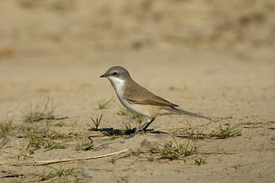 BUITEN BEELD Foto: 14849