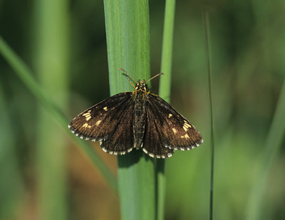 BUITEN BEELD Foto: 14860