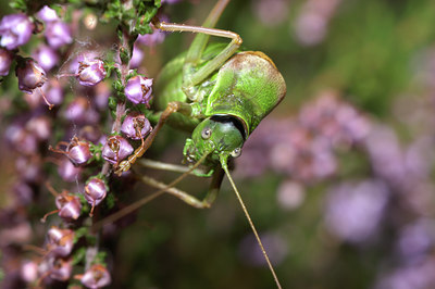 BUITEN BEELD Foto: 14861