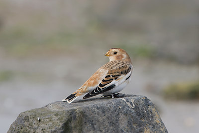 BUITEN BEELD Foto: 14903