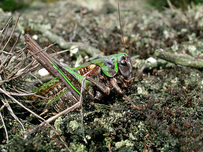 BUITEN BEELD Foto: 14906