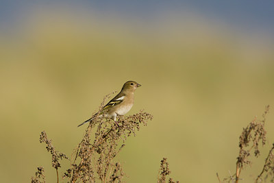 BUITEN BEELD Foto: 14931