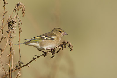 BUITEN BEELD Foto: 14934