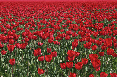 BUITEN BEELD Foto: 14938