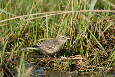 BUITEN BEELD Foto: 14970