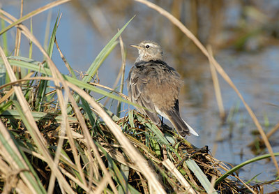 BUITEN BEELD Foto: 14972