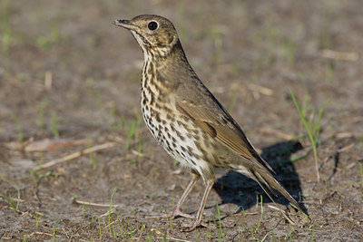 BUITEN BEELD Foto: 14979