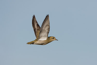 BUITEN BEELD Foto: 14980