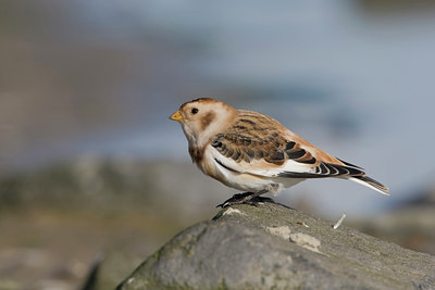 BUITEN BEELD Foto: 14981