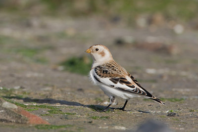 BUITEN BEELD Foto: 14982