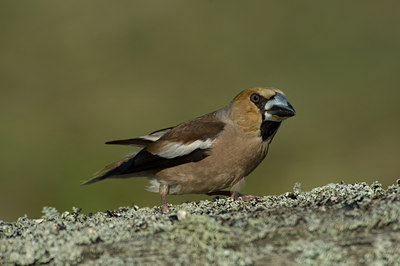 BUITEN BEELD Foto: 14998