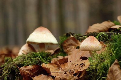 BUITEN BEELD Foto: 149035