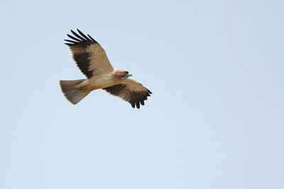 BUITEN BEELD Foto: 149067