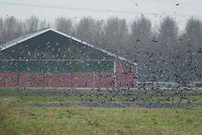 BUITEN BEELD Foto: 149078