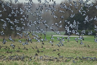 BUITEN BEELD Foto: 149094