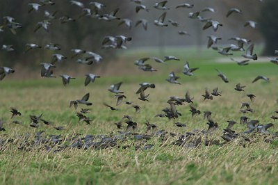 BUITEN BEELD Foto: 149096