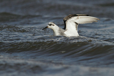 BUITEN BEELD Foto: 149137