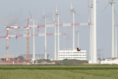 BUITEN BEELD Foto: 149155