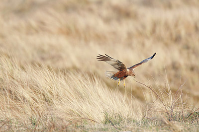 BUITEN BEELD Foto: 149168