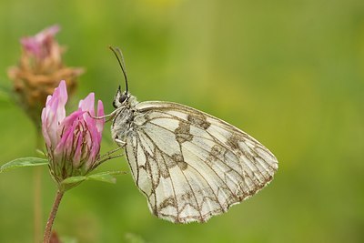 BUITEN BEELD Foto: 149193